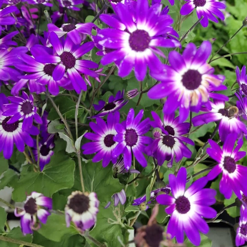 Senecio Senetti