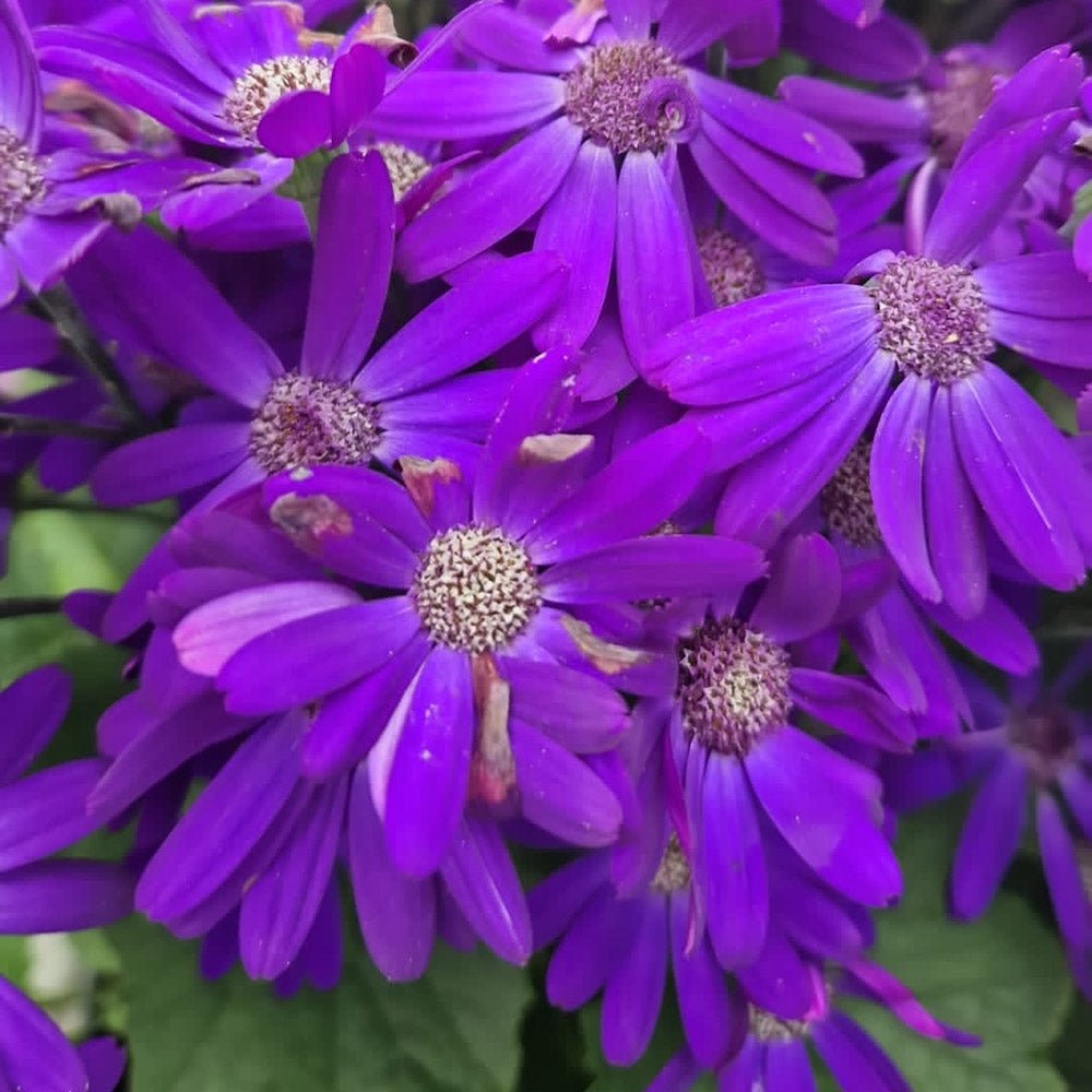 Senecio Senetti