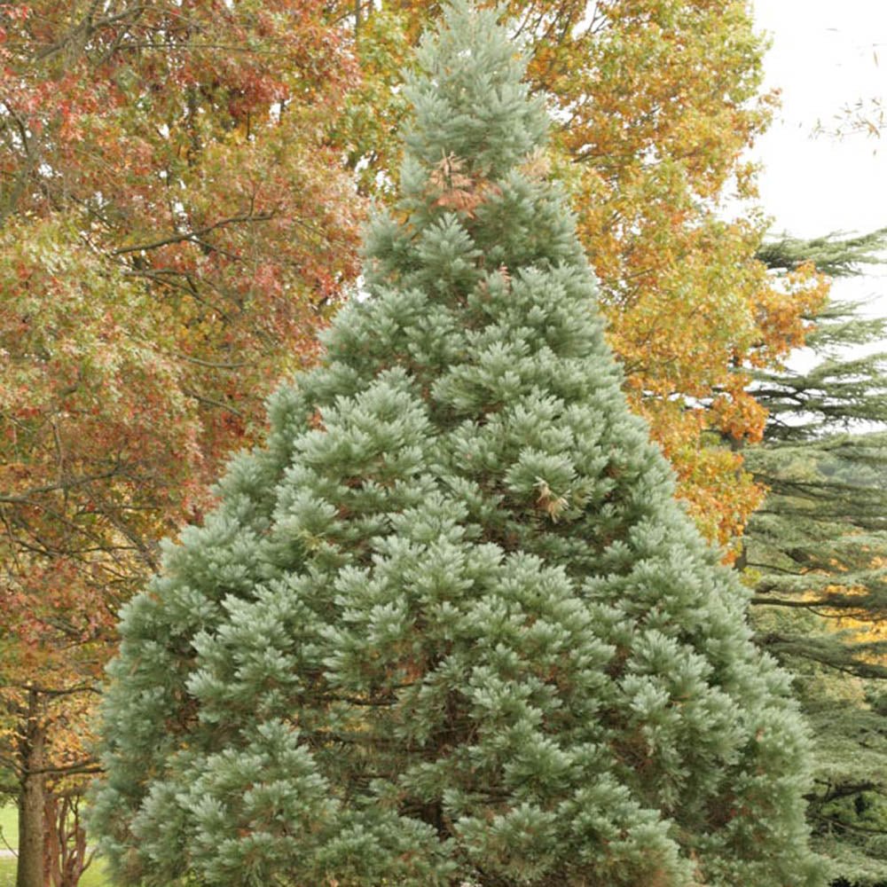 Arborele Sequoia Albastru (Sequoiadendron Glauca)