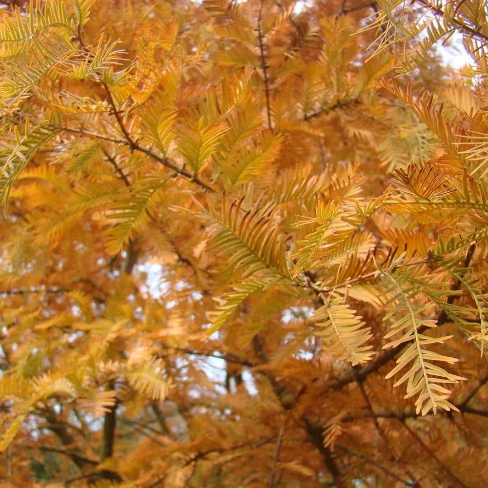 Arborele Sequoia auriu (Metasequoia Glyptostroboides) Amber Glow
