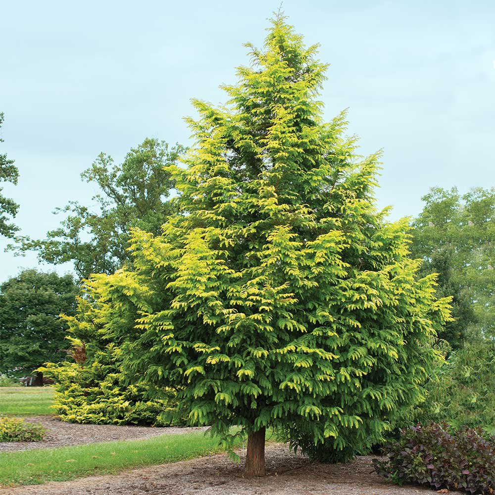 Arborele Sequoia auriu (Metasequoia Glyptostroboides) Amber Glow