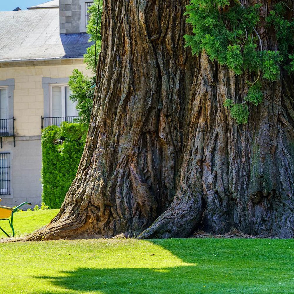 Arborele Sequoia Giganteum (Sequoiadendron Giganteum)