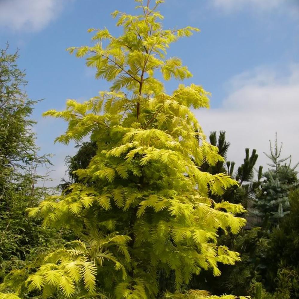 Arborele Sequoia auriu Goldrush (Metasequoia Glyptostroboides Gold Rush)
