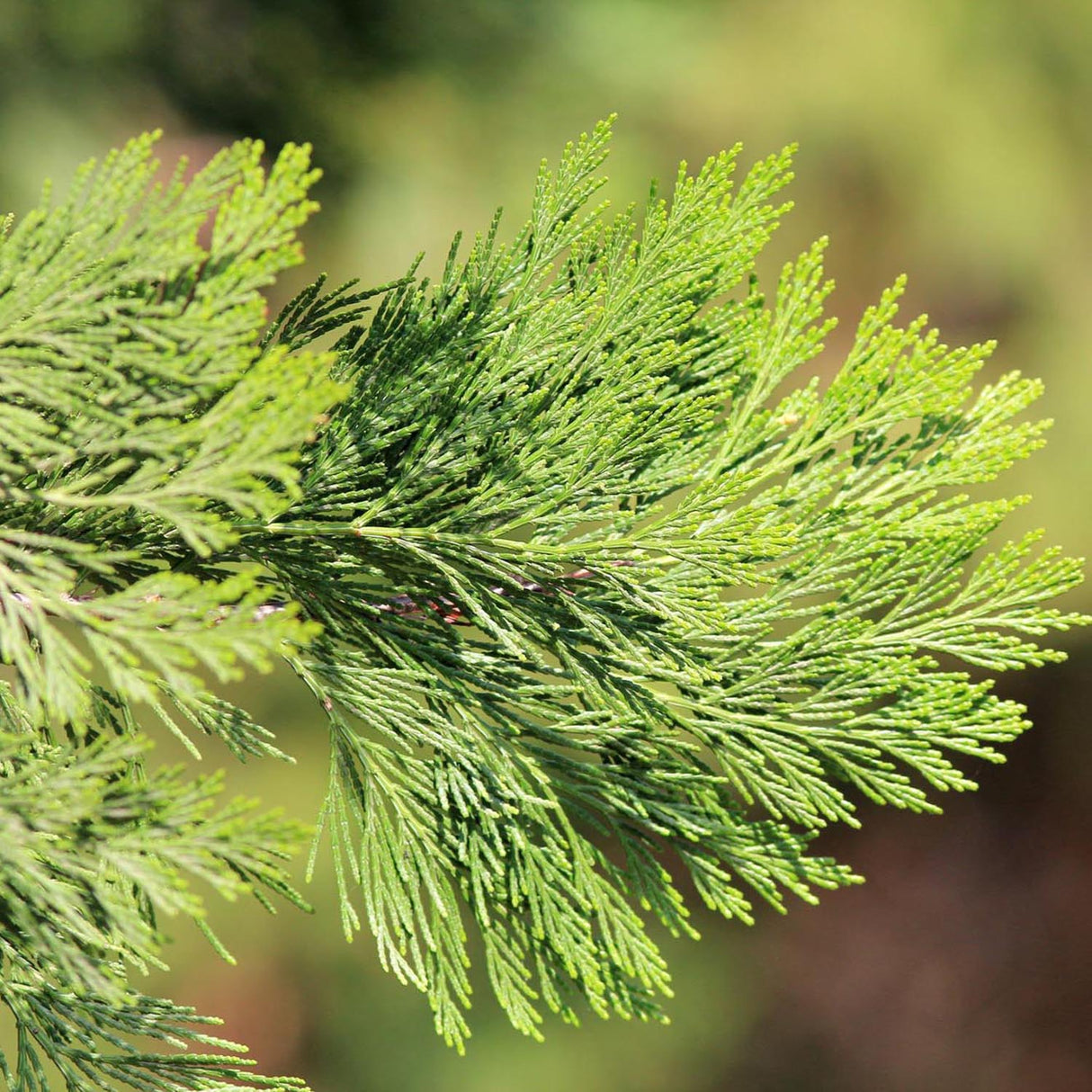 Arborele Sequoia Healthy Mammoth One (Sequoiadendron Giganteum)