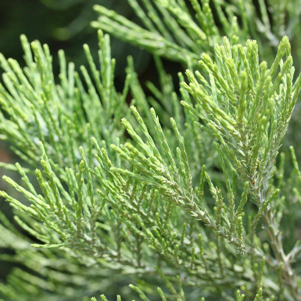 Arborele Sequoia Healthy Mammoth One (Sequoiadendron Giganteum)