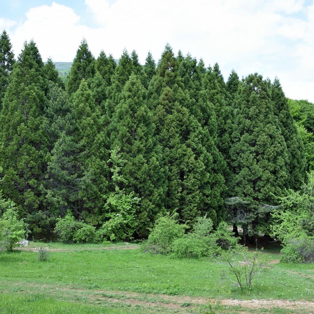 Arborele Sequoia Healthy Mammoth One (Sequoiadendron Giganteum)
