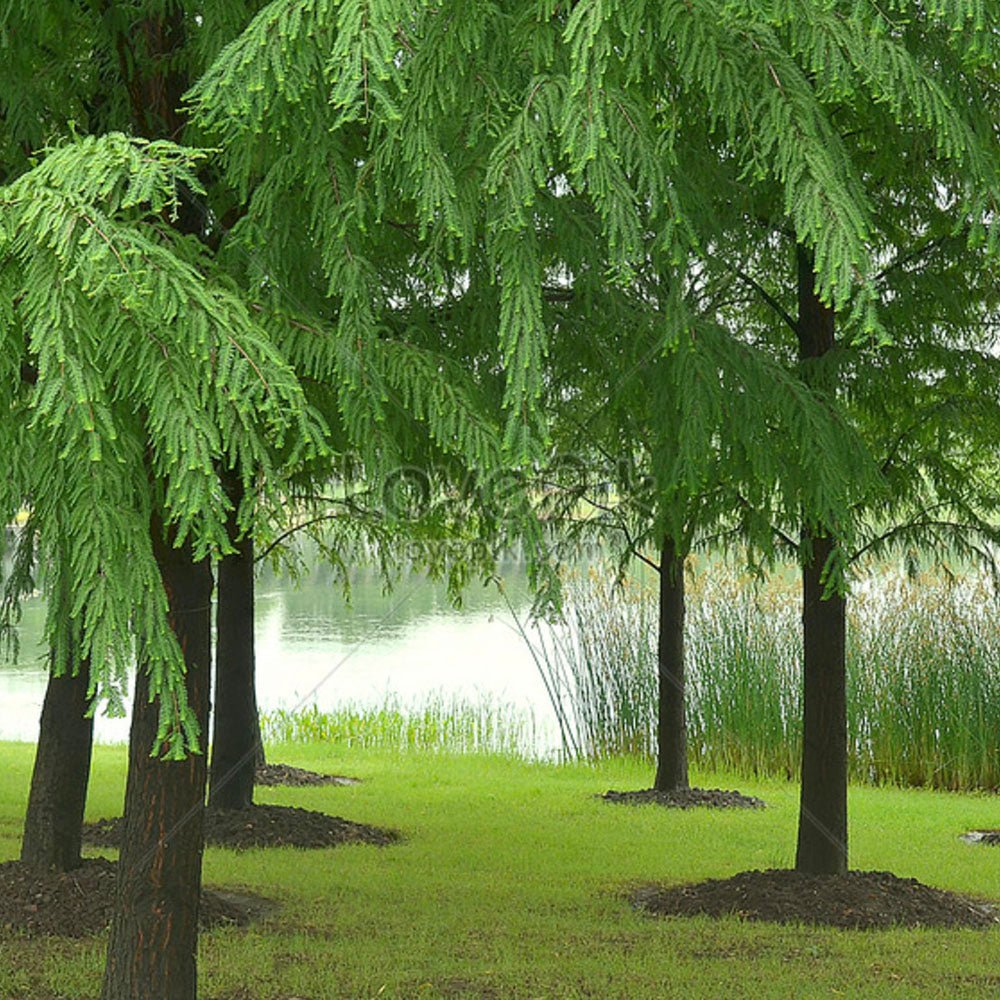 Arborele Sequoia Metasequoia Glyptostroboides