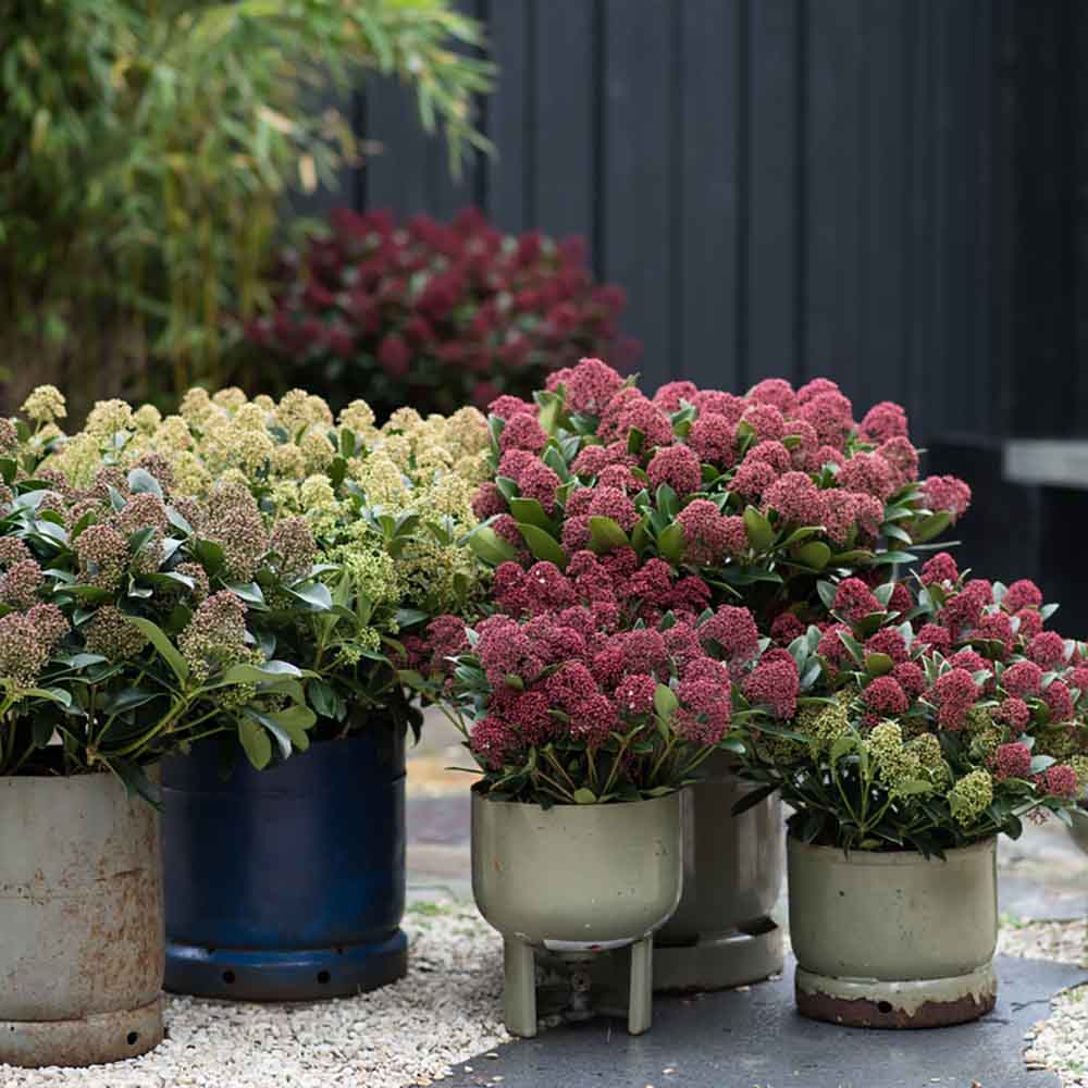 Liliac Japonez rosu-aprins (Skimmia Perosa), cu flori rosii-purpuriu