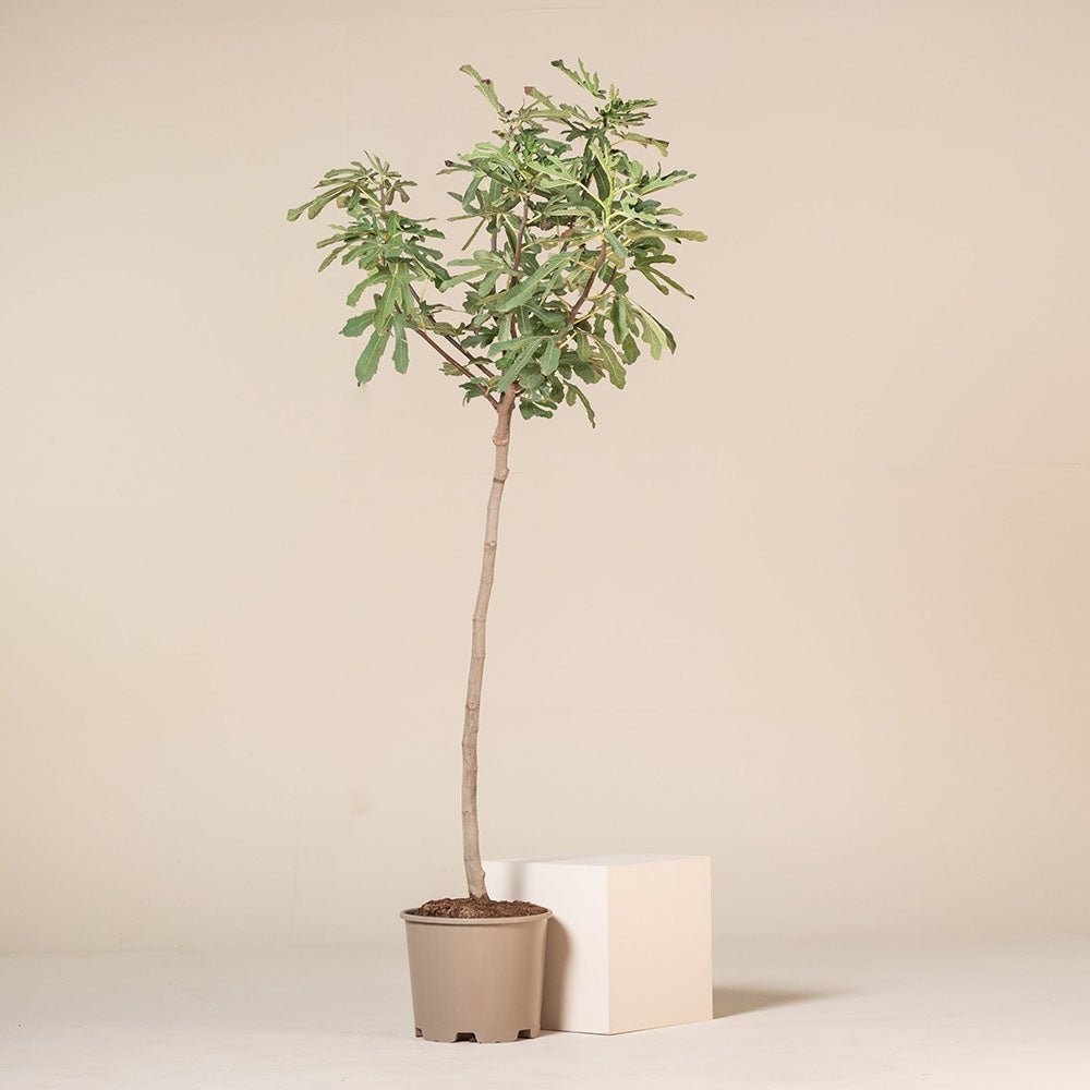 Smochin Copac Ficus Brown Turkey, cu fructe dulci