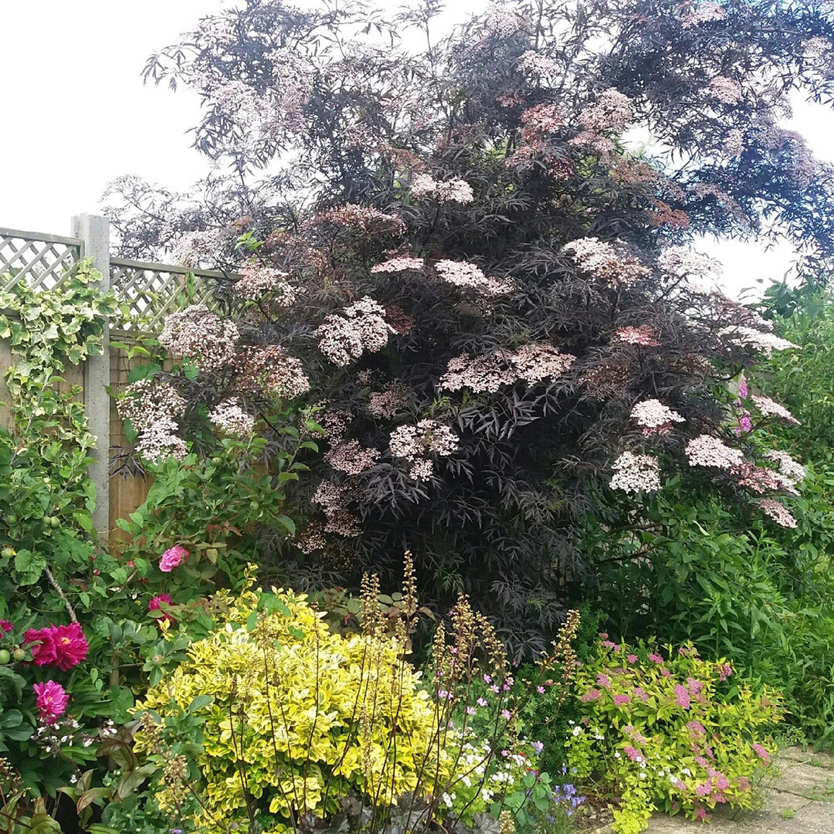 Soc Negru Sambucus Black Lace