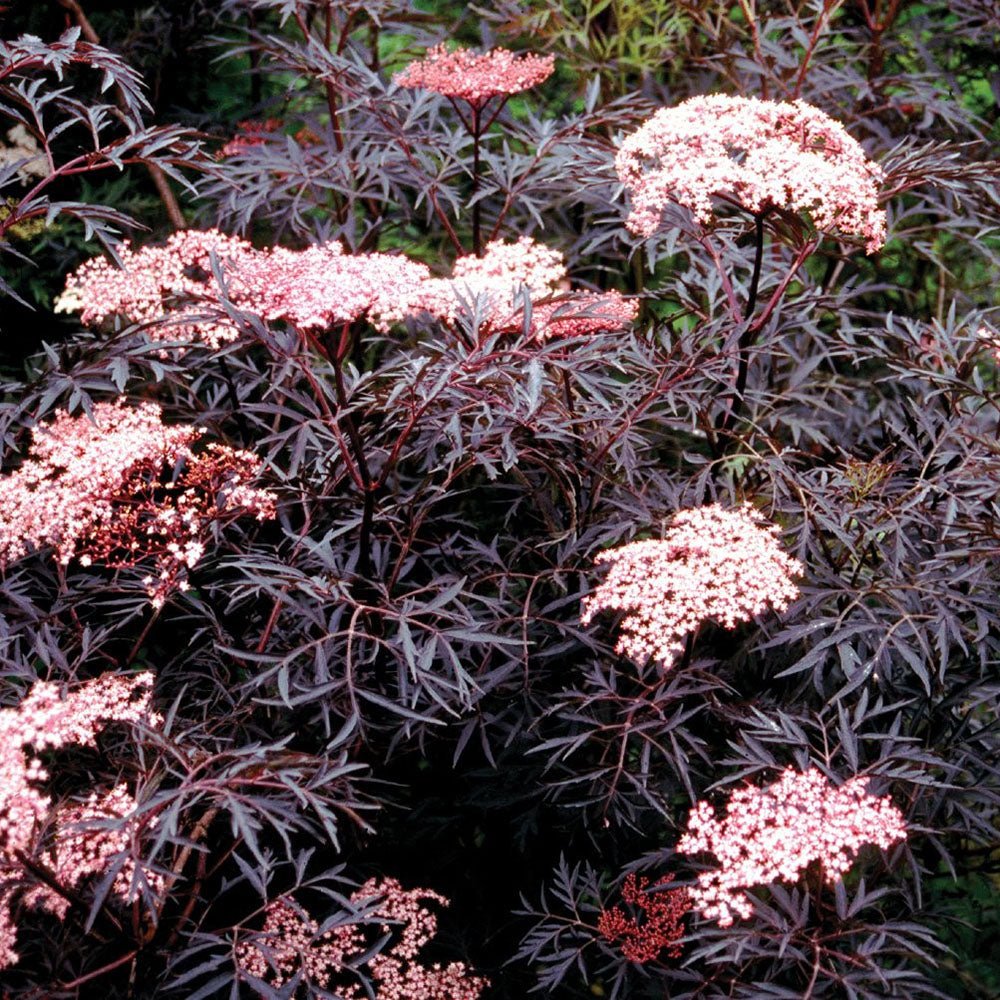 Soc Negru Sambucus Black Lace