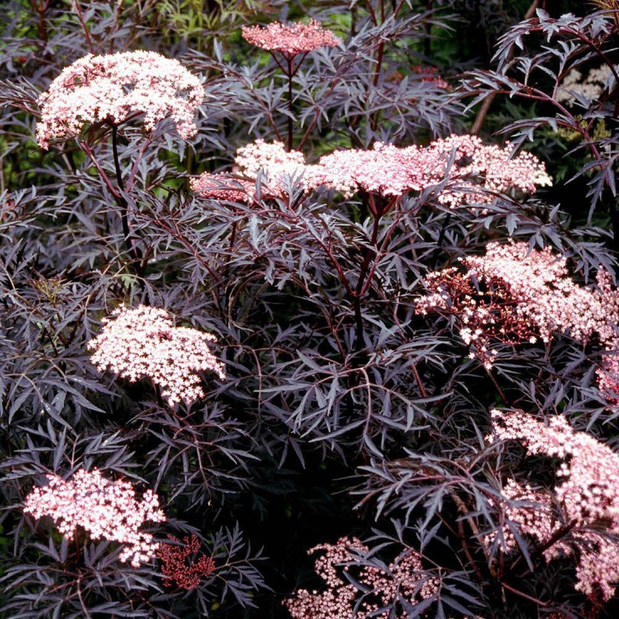 Soc Negru Sambucus Black Lace