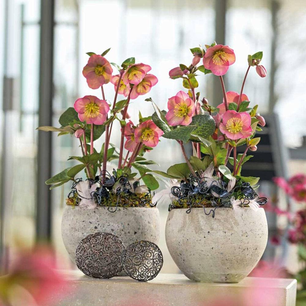 Trandafirul Craciunului, Spanz (Helleborus) Beauty Princess, cu flori roz-violet