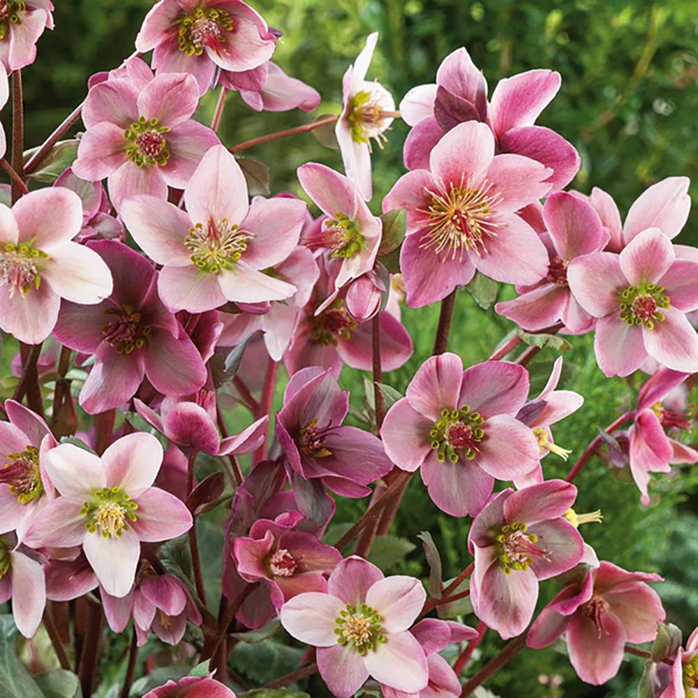 Trandafirul Craciunului, Spanz (Helleborus) Beauty Princess, cu flori roz-violet