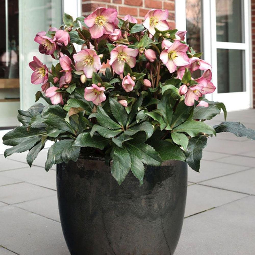 Trandafirul Craciunului, Spanz (Helleborus) Beauty Princess, cu flori roz-violet