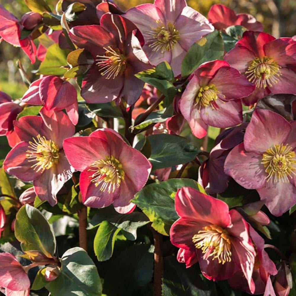Trandafirul Craciunului, Spanz (Helleborus) Beauty Princess, cu flori roz-violet