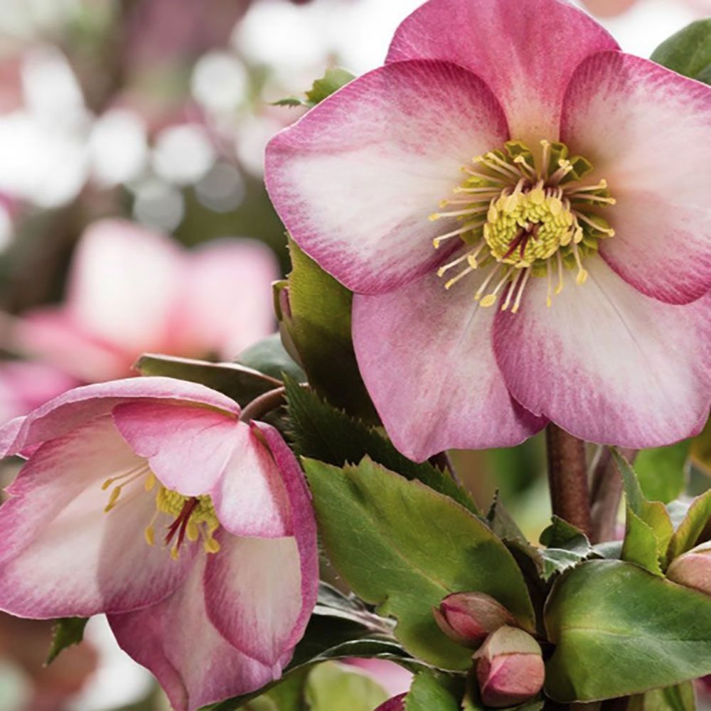 Trandafirul Craciunului, Spanz (Helleborus) Beauty Princess, cu flori roz-violet