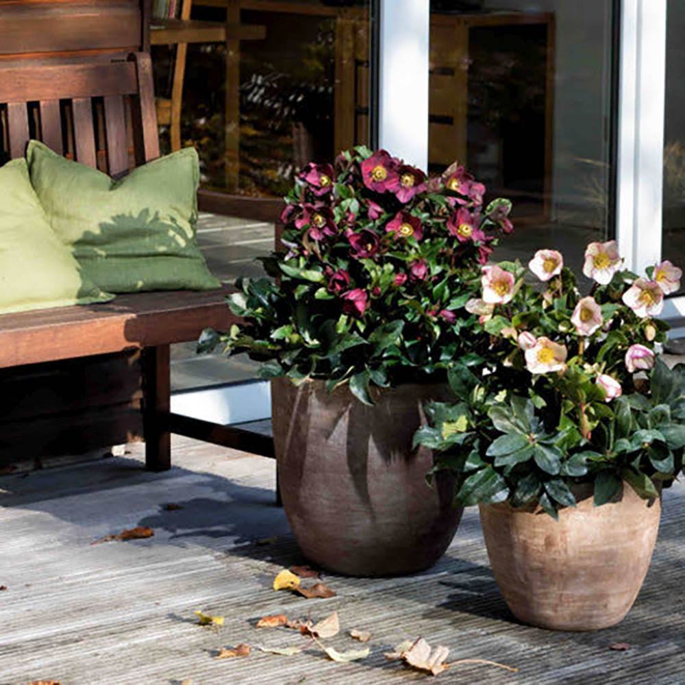 Trandafirul Craciunului, Spanz (Helleborus) Ice N' Roses Early Red, cu Flori Rosii