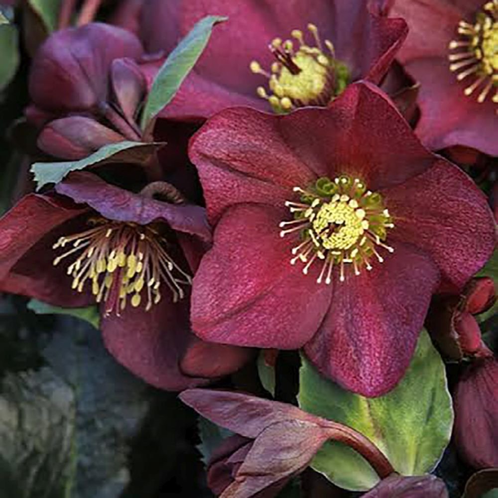 Trandafirul Craciunului, Spanz (Helleborus) Ice N' Roses Early Red, cu Flori Rosii