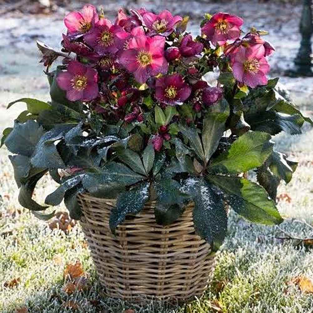 Trandafirul Craciunului, Spanz (Helleborus) Ice N' Roses Early Red, cu Flori Rosii