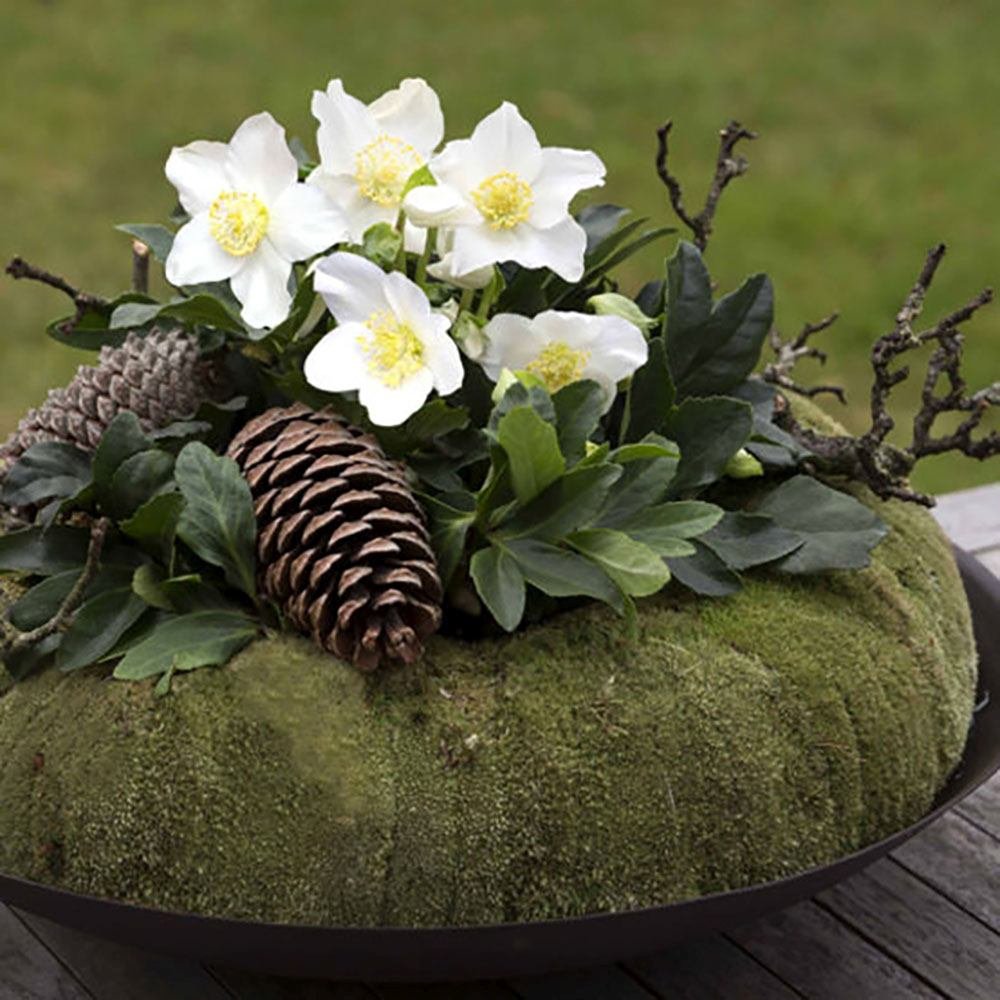 Trandafirul Craciunului, Spanz (Helleborus) Niger Joel, cu flori albe