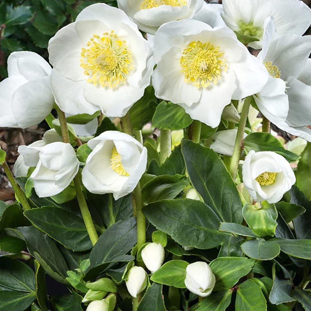 Trandafirul Craciunului, Spanz (Helleborus) Niger Joel, cu flori albe