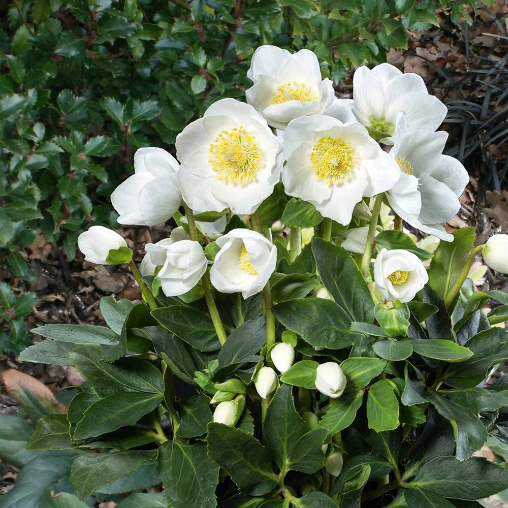 Trandafirul Craciunului, Spanz (Helleborus) Niger Joel, cu flori albe