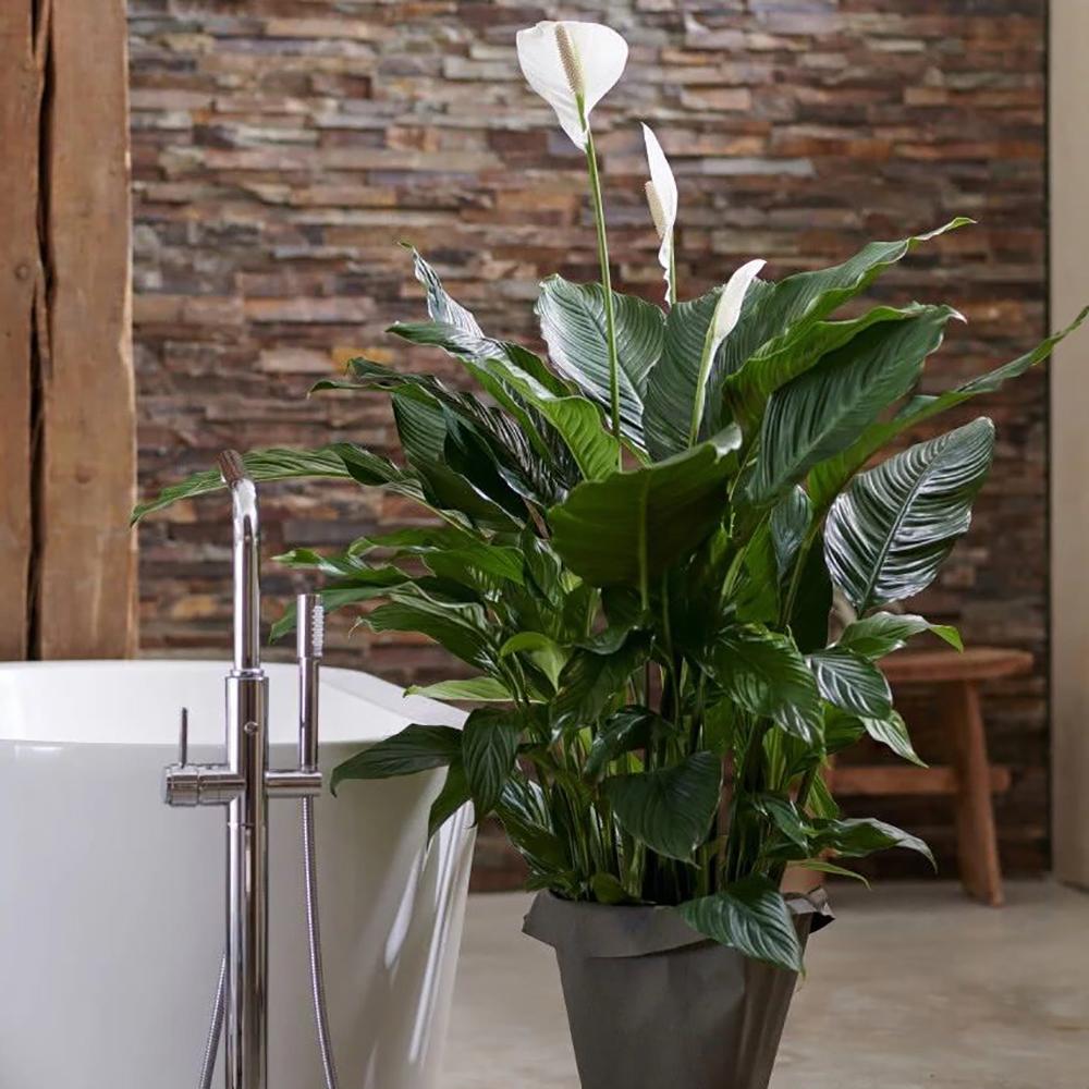 Crinul Pacii Spathiphyllum Pearl Cupido - 30 cm