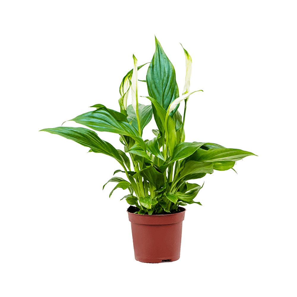 Crinul Pacii Spathiphyllum Pearl Cupido - 30 cm