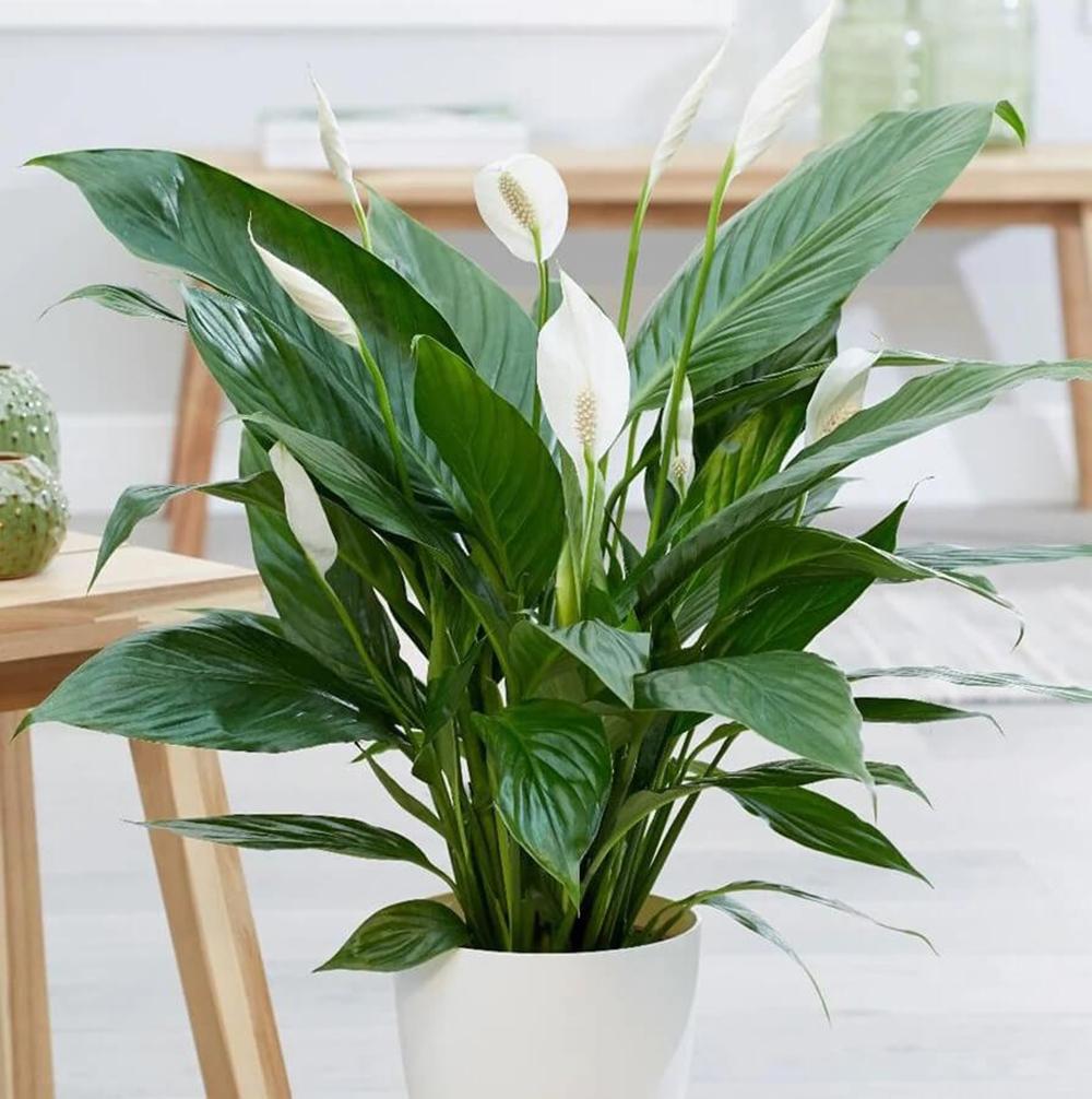 Crinul Pacii Spathiphyllum Pearl Cupido - 35-40 cm
