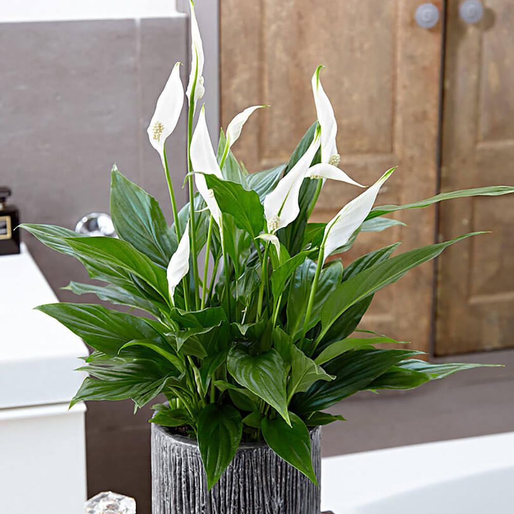 Crinul Pacii Spathiphyllum Pearl Cupido - 35-40 cm