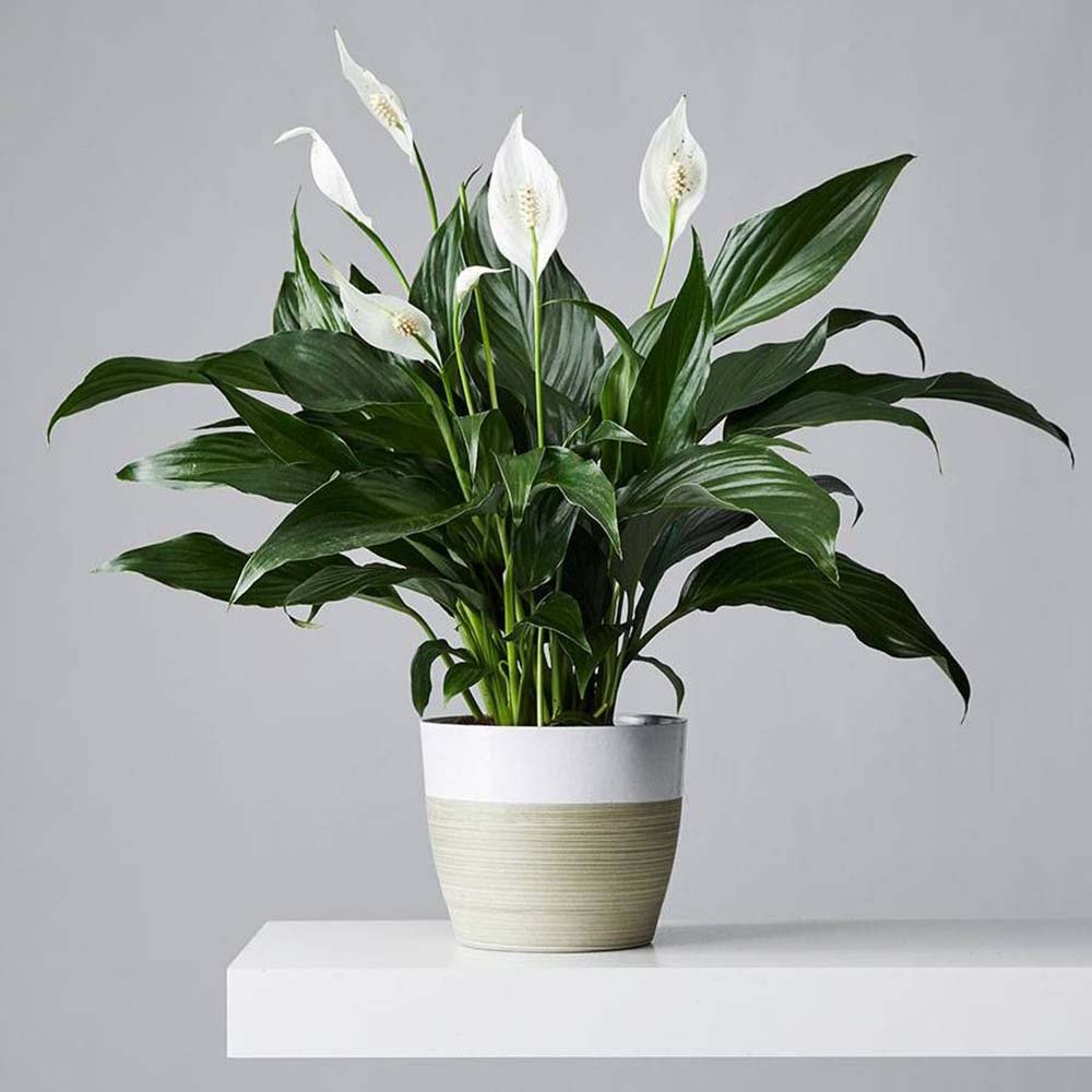 Crinul Pacii Spathiphyllum Sweet Chico - 55 cm