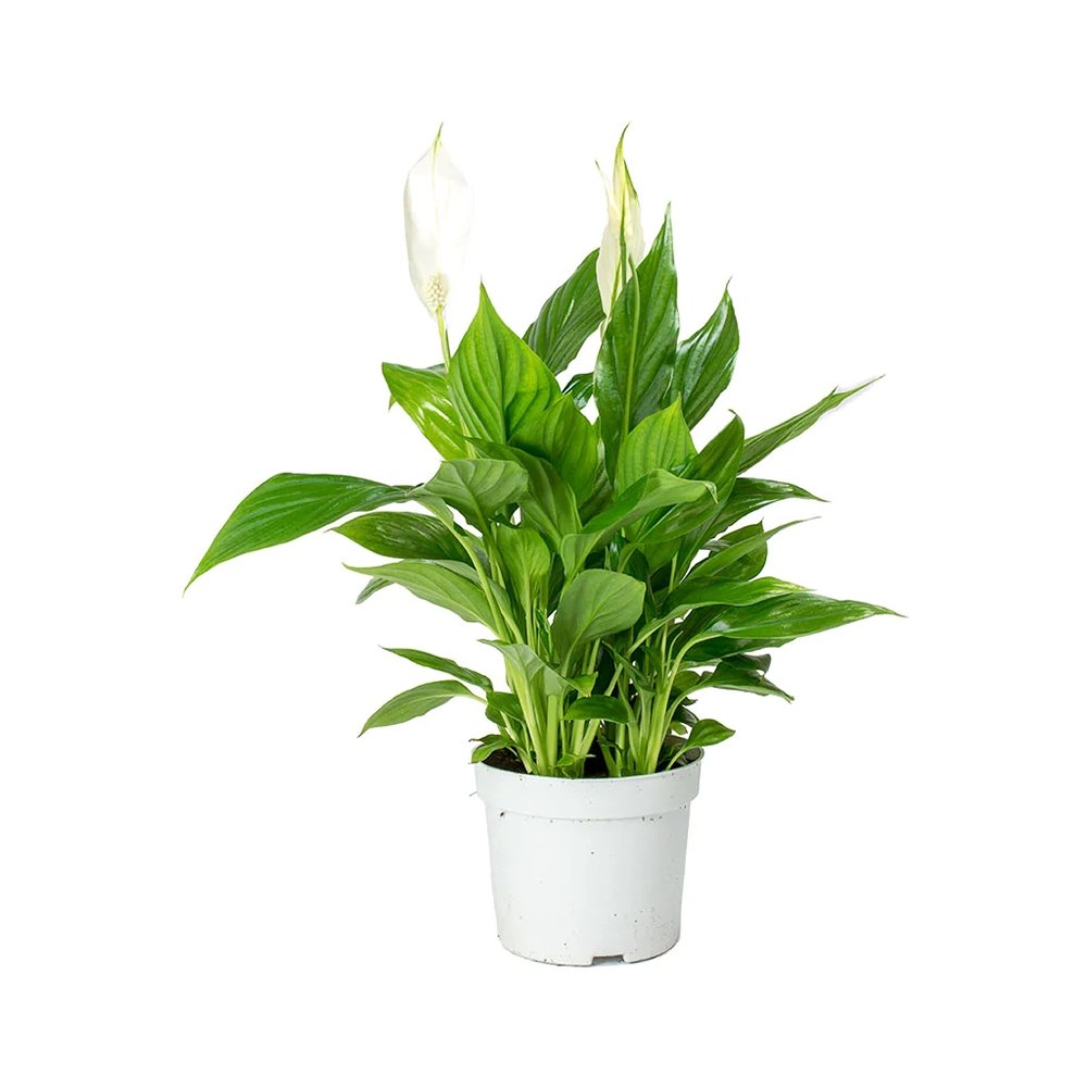 Crinul Pacii Spathiphyllum Sweet Chico - 55 cm