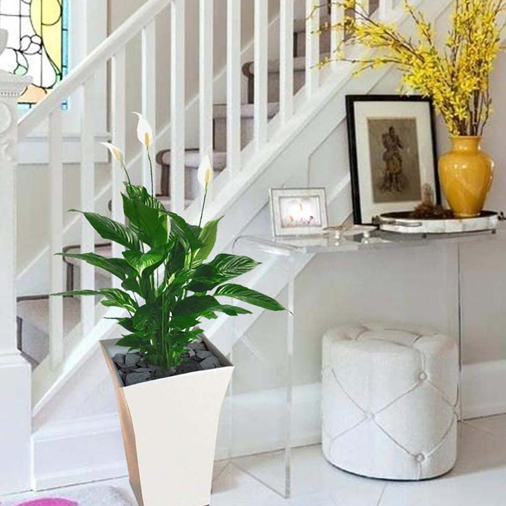 Crinul Pacii Spathiphyllum Sweet Chico - 55 cm