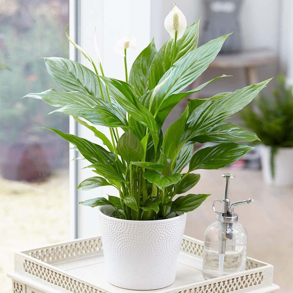 Crinul Pacii Spathiphyllum Sweet Chico - 55 cm