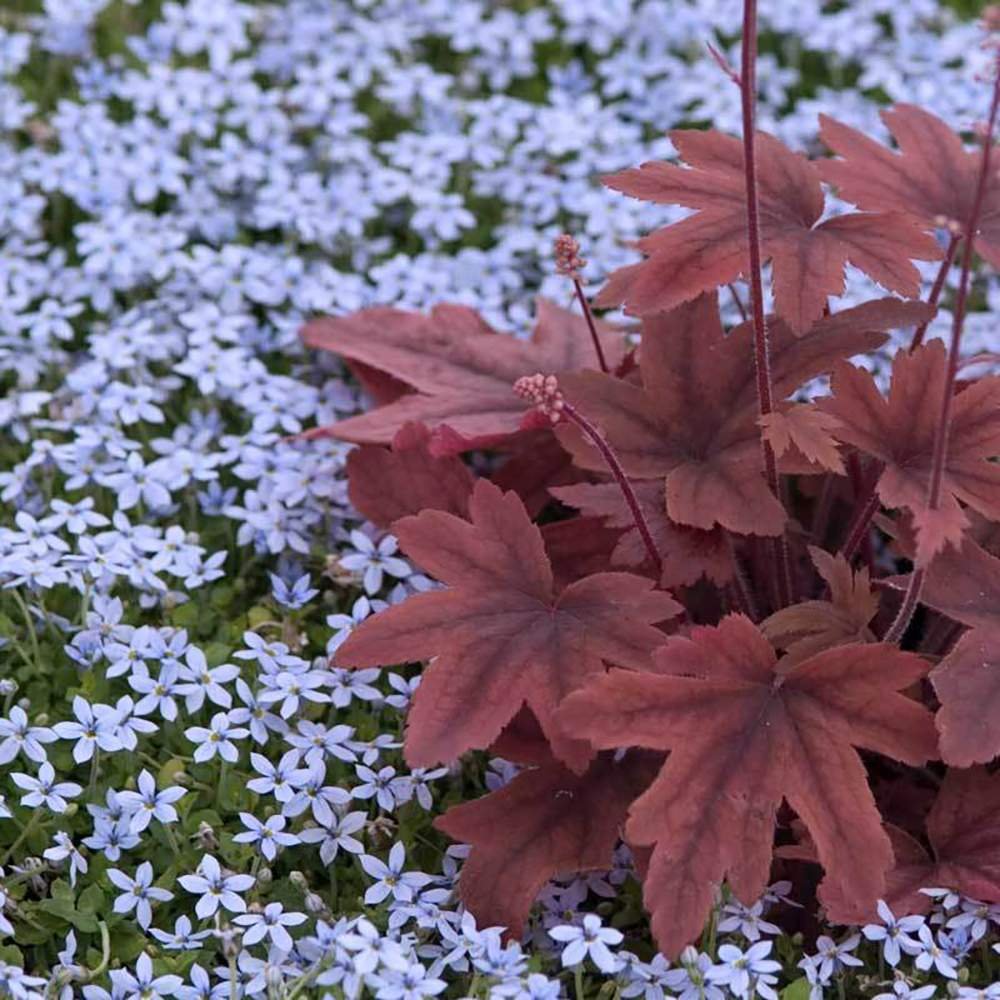 Steaua Albastra Isotoma Fluviatilis- taratoare, cu flori albastre - VERDENA-livrat in ghiveci de 1.1 l