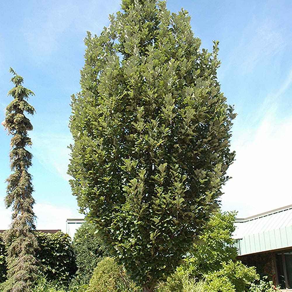 Stejar columnar rosu Crimson Spire, cu frunzis rosu, colorit de toamna