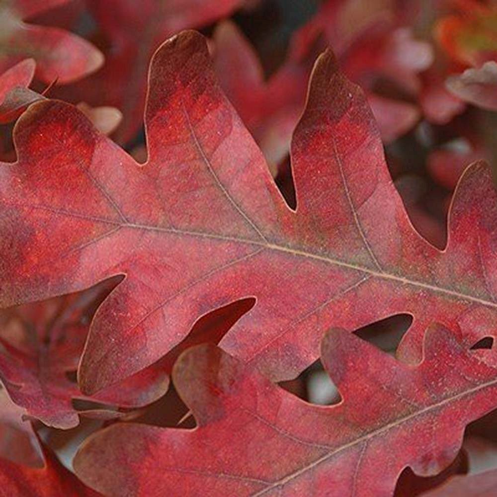 Stejar columnar rosu Crimson Spire, cu frunzis rosu, colorit de toamna