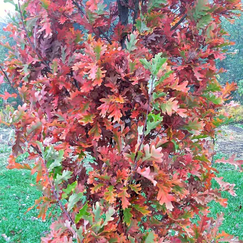 Stejar columnar rosu Crimson Spire, cu frunzis rosu, colorit de toamna