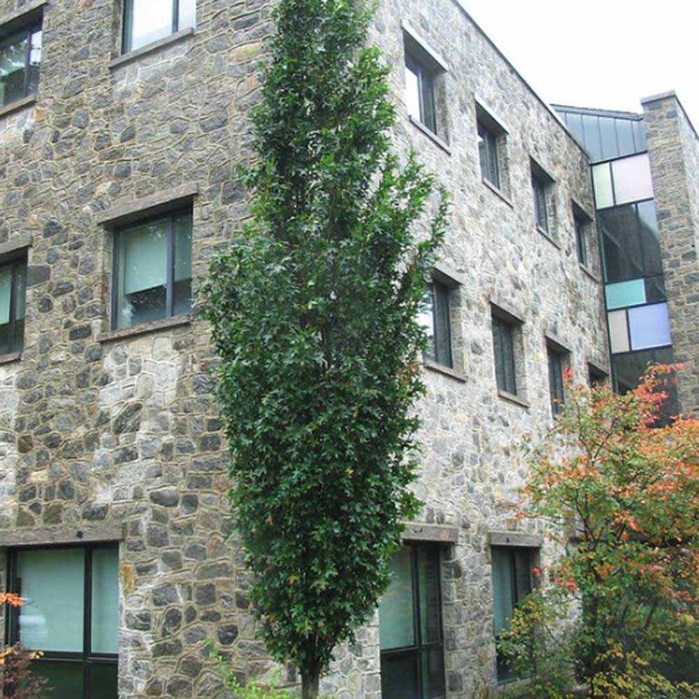 Stejar de Mlastina Green Pillar