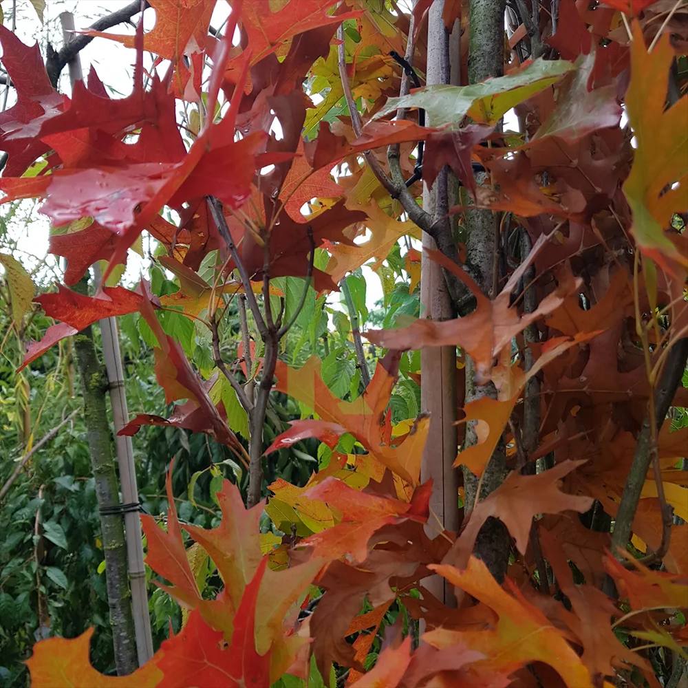 Stejar de Mlastina Green Pillar