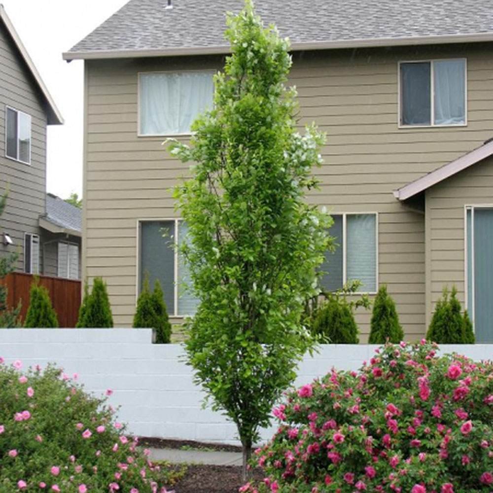 Stejar de Mlastina Green Pillar