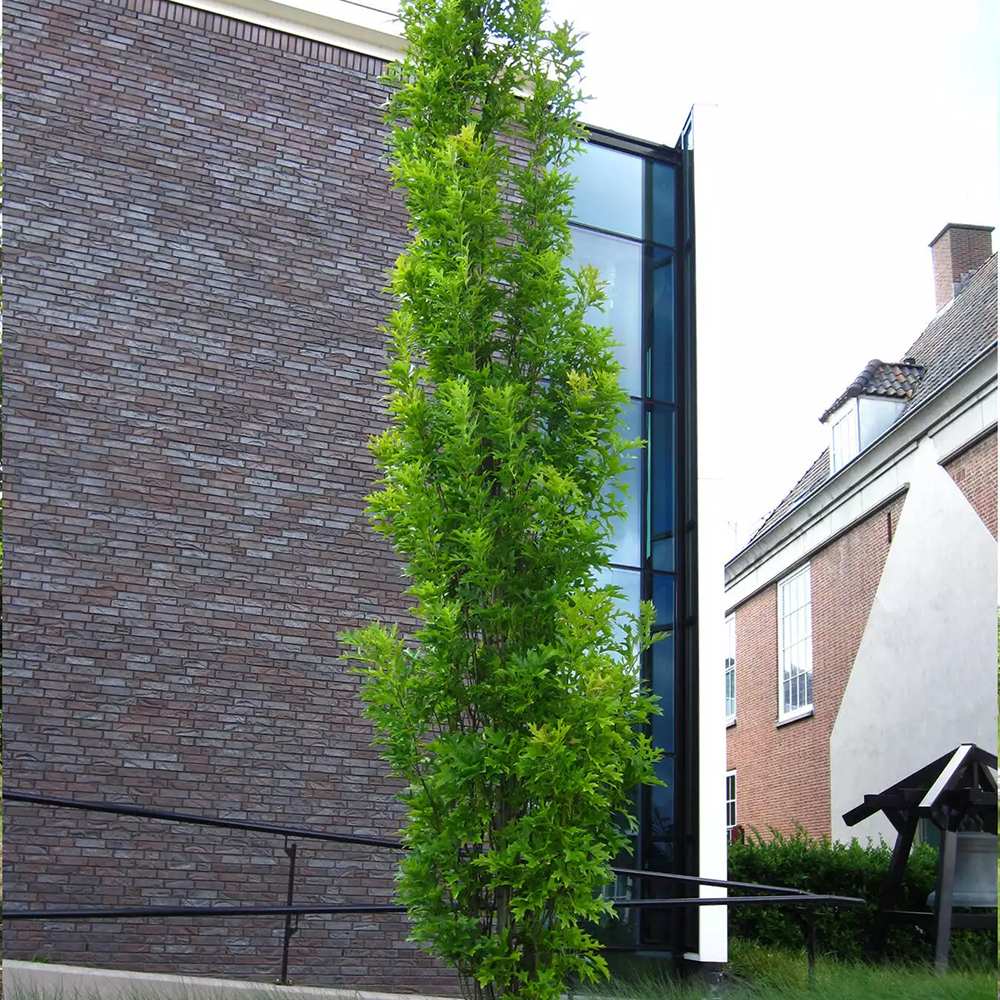 Stejar de Mlastina Green Pillar