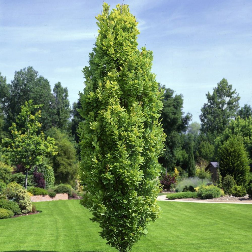 Stejar Columnar Englezesc Fastigiata Koster