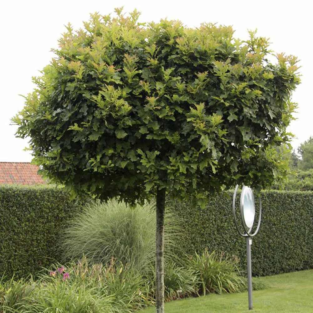 Stejar Pitic Globular Green Dwarf