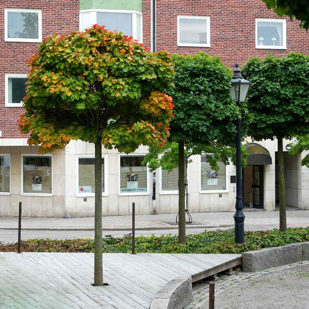 Stejar Pitic Globular Green Dwarf