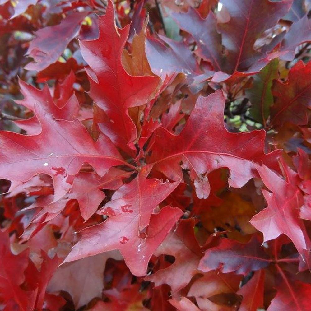 Stejar Pitic Globular Green Dwarf