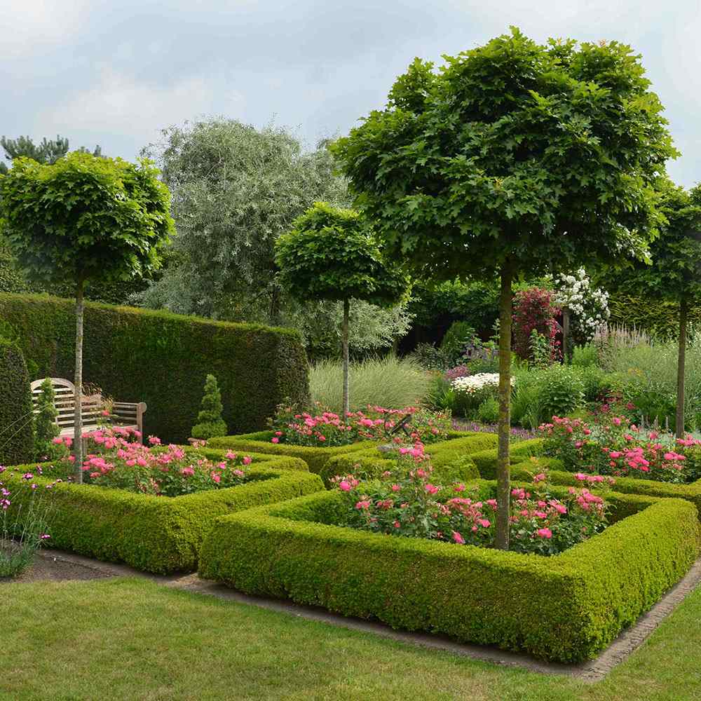 Stejar Pitic Globular Green Dwarf