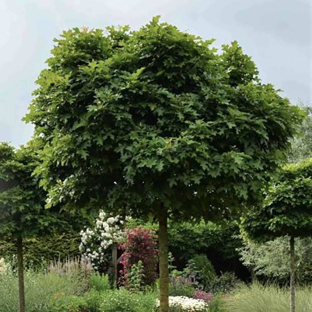 Stejar Pitic Globular Green Dwarf