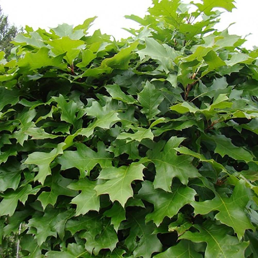 Stejar Pitic Globular Green Dwarf